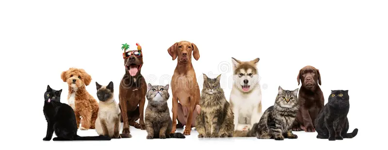 Example images of cats and dogs showing diversity in lighting, angles, and backgrounds